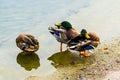 Ducks standing in transparent water on lake Royalty Free Stock Photo