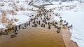 Ducks on the stream at the rock quarry