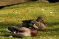 Ducks, sun, and grass - Bassin de la muette - France Royalty Free Stock Photo