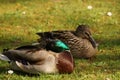 Ducks, sun, and grass - France Royalty Free Stock Photo