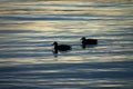 Ducks at Sunset Royalty Free Stock Photo