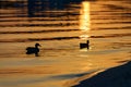 Ducks at sunset Royalty Free Stock Photo
