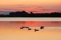 Ducks at Sunset, Ukraine