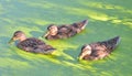 Ducks in the swamp. Royalty Free Stock Photo