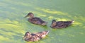 Ducks in the swamp. Royalty Free Stock Photo