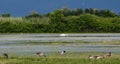 Ducks and a swan in a natural reserve