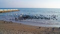 Ducks and swans with black and white feathers swim on the waves of the black sea in Crimea in Ukraine Royalty Free Stock Photo
