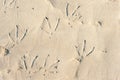 Ducks and swans mark and footprints in the wet sand on the beach near water in the nature background