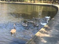 Ducks and swans at play