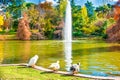Ducks and swans sitting near lake
