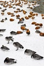 Ducks and swans on snow