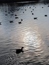 ducks swans winter eating birds pigeon lake