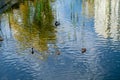 Ducks swim in the city lake. Plants in water. Autumn day