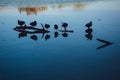 Ducks swim in the city pond. Reflection of the city in the water and the silhouette of ducks. Urban fauna