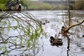 Ducks swim in the city river. Iset river. Yekaterinburg, Russia