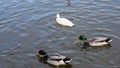 Ducks Swim Close Up.