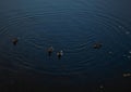 Ducks swim in the evening pond Royalty Free Stock Photo