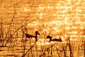 Ducks swim in the evening Royalty Free Stock Photo