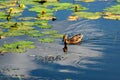 Ducks swim in the lake in the summer