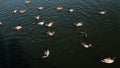 Ducks swim on the lake. top view . Flock of birds. Caring for the environment.