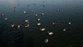 Ducks swim on the lake. top view . Flock of birds. Caring for the environment.