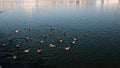 Ducks swim on the lake. top view . Flock of birds. Caring for the environment.