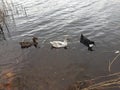Ducks swim near the river bank Royalty Free Stock Photo