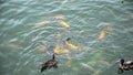 Ducks swim over fishes in lake hd. Wide shot of four ducks in fo Royalty Free Stock Photo