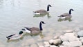 Ducks swim in a pond in a city park Royalty Free Stock Photo