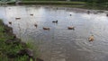 Ducks swim in the pond. Ducks and drakes in a city park.