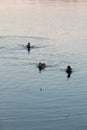 Ducks swim in the pond in the evening twilight. Royalty Free Stock Photo