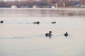 Ducks swim in the pond in the evening twilight. Royalty Free Stock Photo