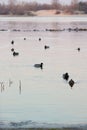 Ducks swim in the pond in the evening twilight. Royalty Free Stock Photo