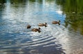 ducks swim in the pond Royalty Free Stock Photo