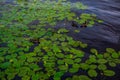 Ducks swim in pond among green bright round leaves of water lilies with yellow flowers. Sky is reflected in water Royalty Free Stock Photo