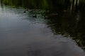 Ducks swim in pond with green grass and trees, cloudy gray sky reflected in water with ripples in the forest. Quiet city park Royalty Free Stock Photo