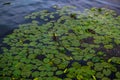 Ducks swim in pond among green leaves of water lilies with yellow flowers. Sky is reflected in blue water with ripples. View from Royalty Free Stock Photo