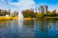 Ducks swim in the pond. A reed grows near the shore. There is a fountain behind the reeds