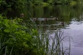 Ducks swim in pond with ripples among green grass and trees in the forest. Quiet city park. Cloudy sky reflected in water Royalty Free Stock Photo