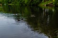 Ducks swim in pond with ripples among green grass, trees in the forest. Quiet city park. Cloudy sky reflected in water Royalty Free Stock Photo