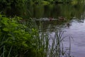 Ducks swim in pond with ripples among green grass and trees in the forest. Quiet city park. Cloudy sky reflected in water, rip Royalty Free Stock Photo