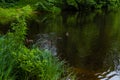 Ducks swim in pond with ripples among green high grass and trees in the forest. Quiet city park. Cloudy sky reflected in water Royalty Free Stock Photo