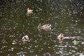 Ducks swim in a pond under the rain