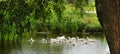 Ducks swim in a pond in the village Royalty Free Stock Photo