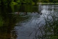 Ducks swim in pond on water with ripples among green grass and trees in the forest. Quiet city park. Cloudy sky reflected Royalty Free Stock Photo