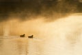 Ducks swim quietly through heavy mist at warm winter sunrise.