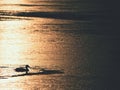 Ducks swim or resting on ice, frozen winter river. S Royalty Free Stock Photo