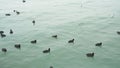 Seabirds life in a sea.