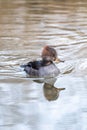 Ducks swim in the summer pond. Photographed close-up beak look water Royalty Free Stock Photo