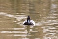 Ducks swim in the summer pond. Photographed close-up beak look water Royalty Free Stock Photo